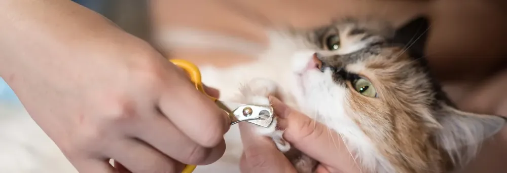 Shampoing chat à Loches